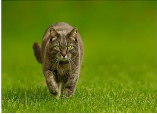 Unsichtbarer Zaun gegen Maulwürfe, Moorschweine, Mäuse, Katzen und Huftiere – Revira