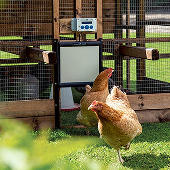 Hühnerleine für Hühnerställe - Chicken Guard